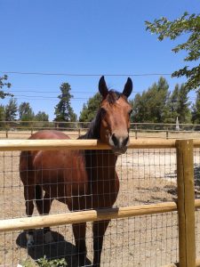 A horse named Angel